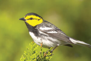 Golden-cheeked Warbler Setophaga chrysoparia male, 2nd year bird 7 mi W of Bee Cave, Travis Co., Texas 18 April 2007