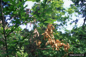 oak wilt 2